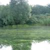 Warnung vor Blaualgen im Muldestausee