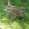 Tierschutzverein Zörbig – Rehkitzretter(innen) brauchen Unterstützung!