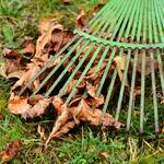 leaves-2901684_1920.jpg