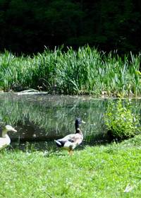 Schlosspark Rösa - Ententeich